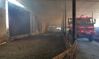 Gönende büyükbaş hayvan çiftliğinde yangın çıktı
