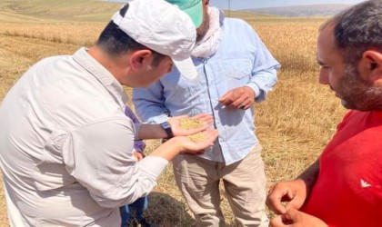 Güroymakta hububat hasadı başladı