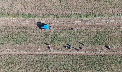 Hasat başladı: Taşköprü sarımsağında 25 bin tonluk rekolte bekleniyor