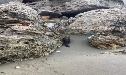 Hatayda sahildeki sansar görenleri hayrete düşürdü