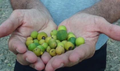 Hatay’da su verilmeyen erkenci mandalinalar kuruyup dökülmeye başladı