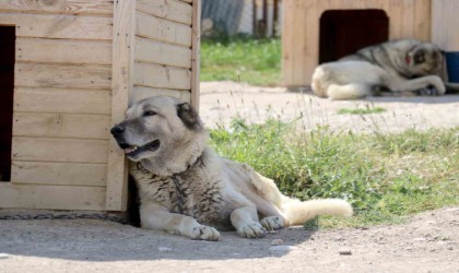 Havalar ısında kangallar bunalıma girmeye başladı