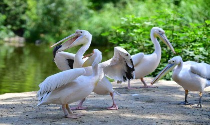 İzmir Doğal Yaşam Parkının göçmen kuşları