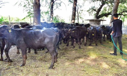 İzmir mozzarellası için üreticiye destek devam ediyor