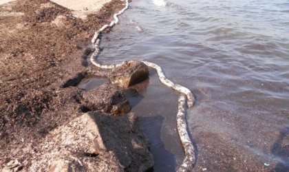 İzmirde korkutan görüntü, petrol türevi atık sahili kirletti