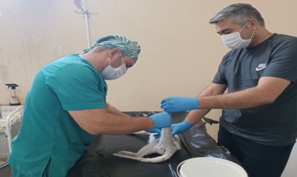 Jandarma ekibi sokak kedisi için harekete geçti