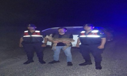 Jandarmanın bulduğu yaralı ceylan tedavi altına alındı