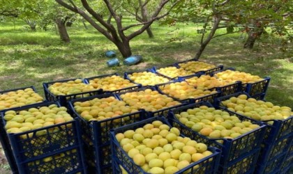 Kağızman kayısısı pazarlarda yerini aldı