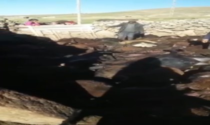 Kağızmanda kurt dehşeti