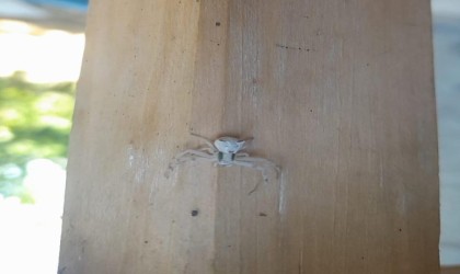 Kahramanmaraşta insan yüzlü örümcek görüntülendi