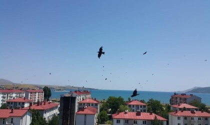 Kargalar Tatvanı adeta istila etti