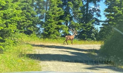 Kastamonuda kızıl geyik görüntülendi