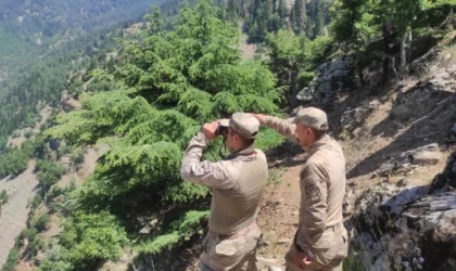 Kaybolan Alzheimer hastasını, 60 kişilik jandarma ekibi arıyor