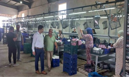 Kaymakam Taştan soğuk hava depolarında inceleme