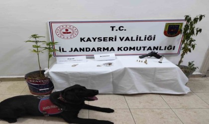 Kenevir Yetiştiren Şahıs Yakalandı