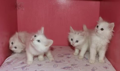 Klimalı Kedi Villası’nda ikinci parti doğumlar başladı