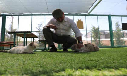 Kocasinandan sıcak bir yuva; ‘küçük dostlar kedi kasabası