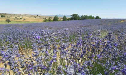 Konyada çorak topraklar lavanta ile mor renge büründü