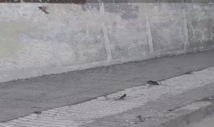 Kuşların fareyle oyunu tebessüm ettirdi