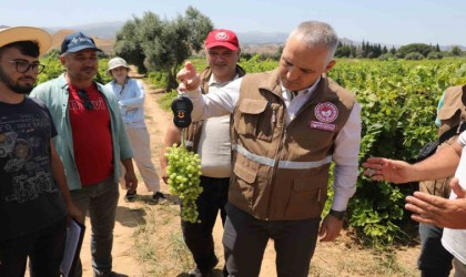 Manisada sultani üzümde rekolte belirleniyor