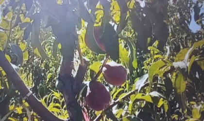 Mardinde şeftali hasadı başladı: 40 ton rekolte bekleniyor