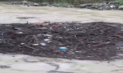 Melen Çayına düşen köpek, odun parçalarının üstünde sürüklendi