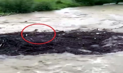 Melen Çayı’nda sürüklenen köpeğin kurtulduğu ortaya çıktı