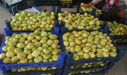 Mersinin beyaz altını incirde hasat başladı