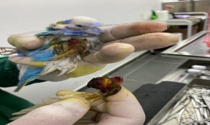 Muhabbet kuşunun kanadından fındık büyüklüğünde tümör alındı