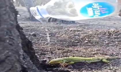 Orman işçisi, yangının ardından bitkin düşen kertenkeleyi su ile serinletti