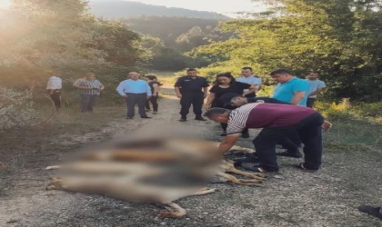 Ormanda zehirlenerek ölmüş köpekler bulundu (2)