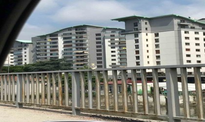 Otomobilden kaçan papağan sahibine zor anlar yaşattı