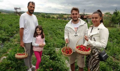 (ÖZEL) Tarladan çilek toplayıp satın alıyorlar