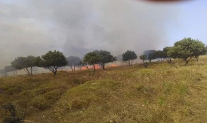 Paşalimanı adasında yangın paniği