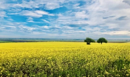 Prof. Dr. Demir: Sıcak hava dalgası uzun sürerse tarımda verim kaybı yaşanır