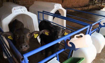 Samsunda manda sütü üretimi arttı, mozzarella peyniri üretildi