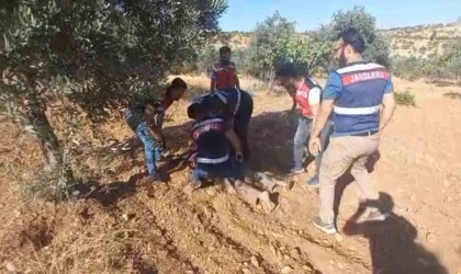 Şanlıurfada cinayet zanlısı fıstık tarlasında yakalandı