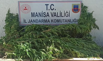 Şehzadelerde bin 15 kök kenevir ve kubar esrar ele geçirildi