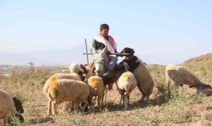 Sıcakta bunalan hayvanlar için eşek sırtında zorlu mesai
