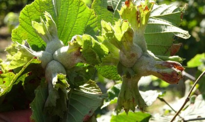 Soydan: “Türkiyenin tahmini fındık rekoltesi 717 bin ton