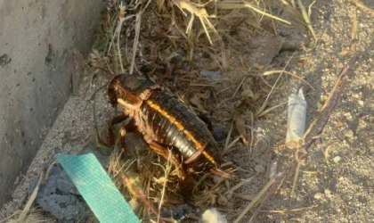 Soyu tehlike altındaki yamyam tombul çekirge, Mardin’de görüntülendi