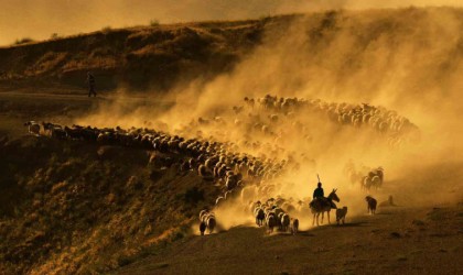 Sürülerin tozlu ve zorlu yolculuğu