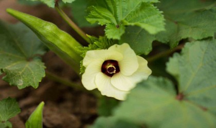 Susuz bamya İzmire yayılıyor