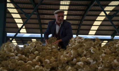 Taşköprü Sarımsağı pazara indi: 20 ile 45 TL arasında alıcı buluyor