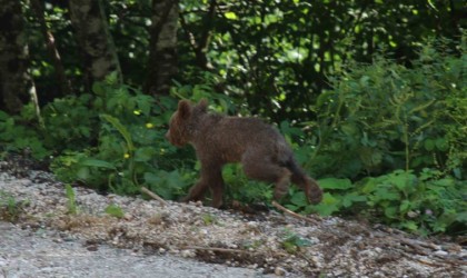 Tedavisi tamamlanan yavru ayı Tuti doğaya salındı