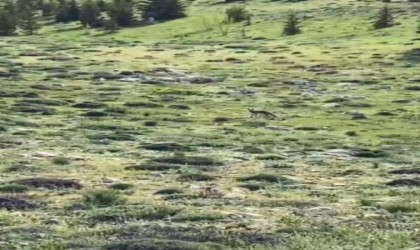 Tilkinin yiyecek arayışı