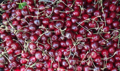 Türkiyenin en geç kiraz hasadı Ahlatta yapılıyor