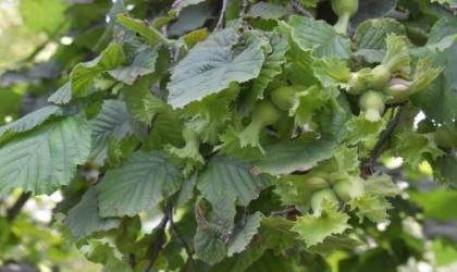 ’Türkiye’nin tahmini fındık rekoltesi 717 bin 931 ton’