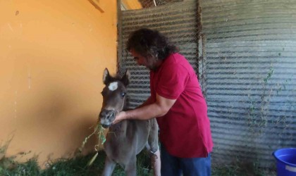 Vanda sahibi tarafından kırık ayağıyla terk edilen tay tedavi altına alındı