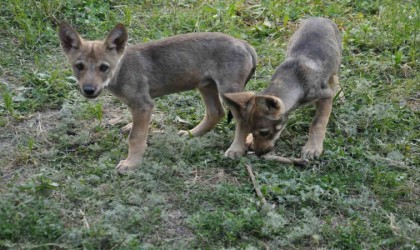 Yaban hayvanları Karsta şifa buluyor